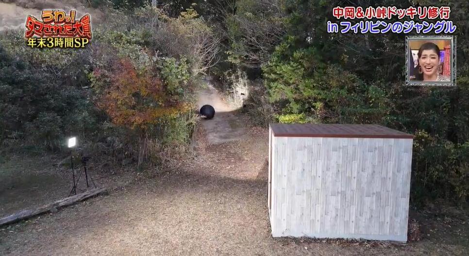日本综艺节目中熊猫封号原因