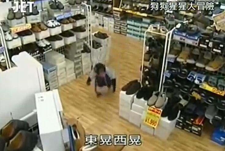 随时爆笑的小庞，《狗狗猩猩大冒险》最后怎么样了？